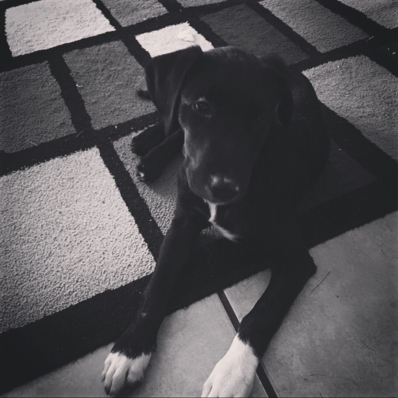 Celebrity Furbaby of the day 2/22/18 JasperStorm - Picture 7 of 8